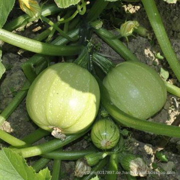 HSQ07 Quan Runde hellgrün F1 Hybrid Squash / Zucchini Samen